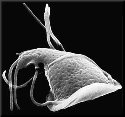 GIARDIA LAMBLIA